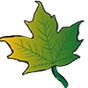 Maples Repertory Theatre maple leaf icon with gradient color.